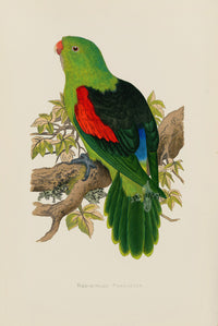 Greene Antique Print Red-Winged Parrakeet - Panteek Antique Prints