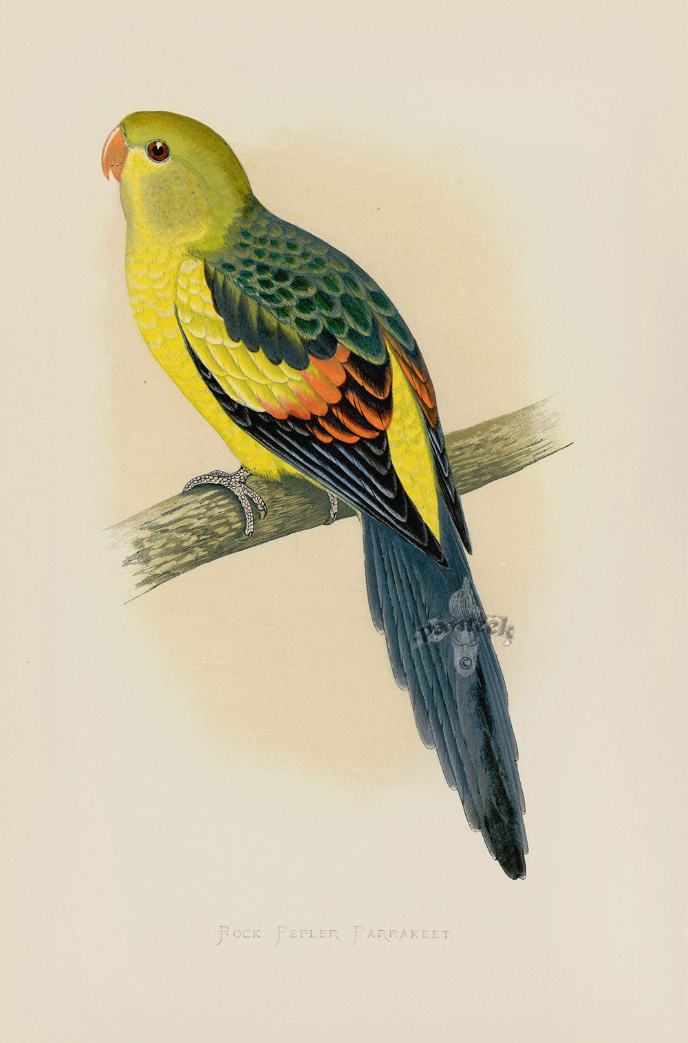 Greene Antique Print Rock Pepler Parrakeet
