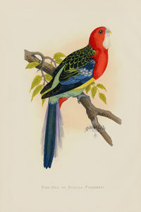 Greene Antique Print Rose-Hill Parrakeet - Panteek Antique Prints