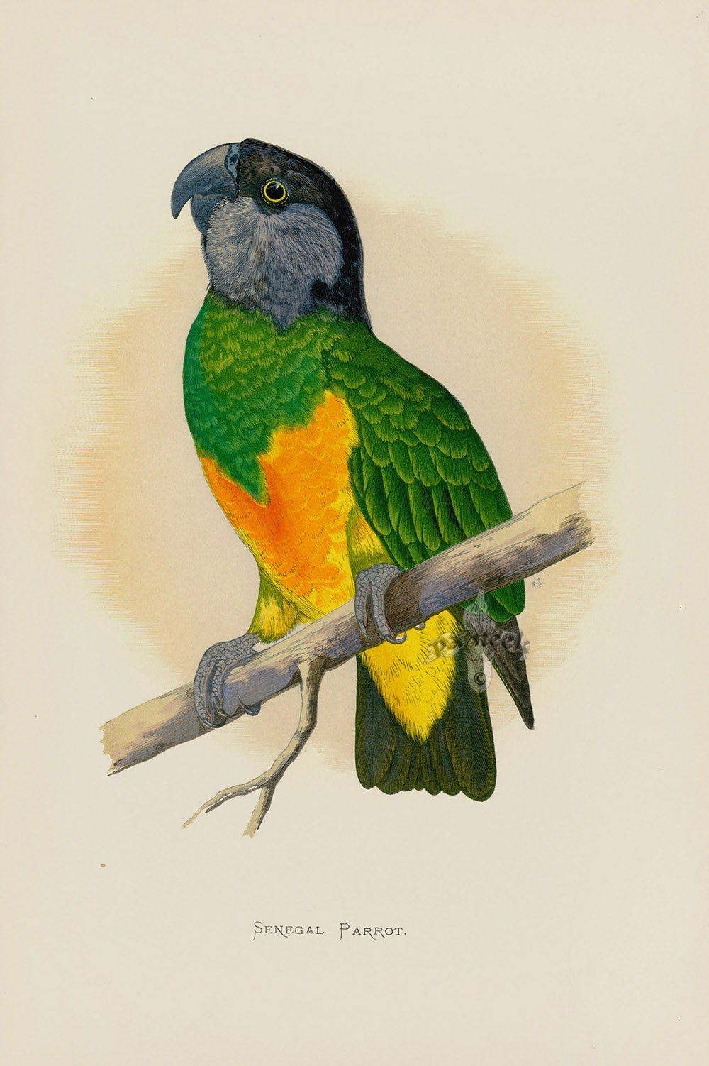Greene Antique Print Senegal Parrot