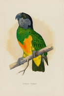 Greene Antique Print Senegal Parrot - Panteek Antique Prints