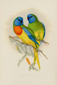 Greene Antique Print Splendid Parrakeet - Panteek Antique Prints