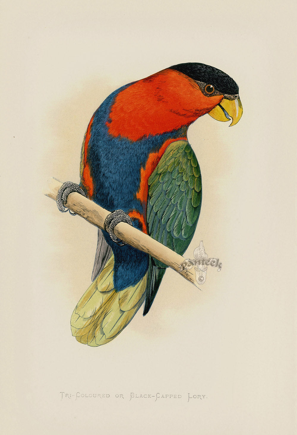 Greene Antique Print Tri-Coloured Lory