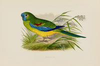 Greene Antique Print Turquoisine - Panteek Antique Prints