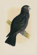 Greene Antique Print Vasa Parrot - Panteek Antique Prints