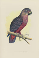Greene Antique Print Violet Parrot - Panteek Antique Prints