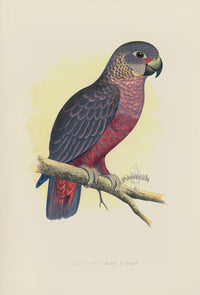 Greene Antique Print Violet Parrot - Panteek Antique Prints