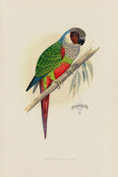 Greene Antique Print White-Eared Conure - Panteek Antique Prints