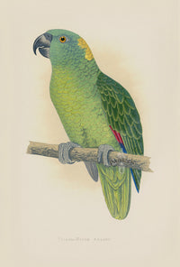 Greene Antique Print Yellow-Naped Amazon - Panteek Antique Prints