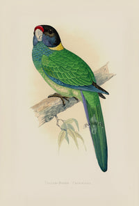Greene Antique Print Yellow-Naped Parrakeet - Panteek Antique Prints