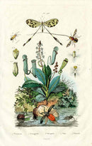 Guerin 1836 Nepenthes Pitcher Plant - Panteek Antique Prints
