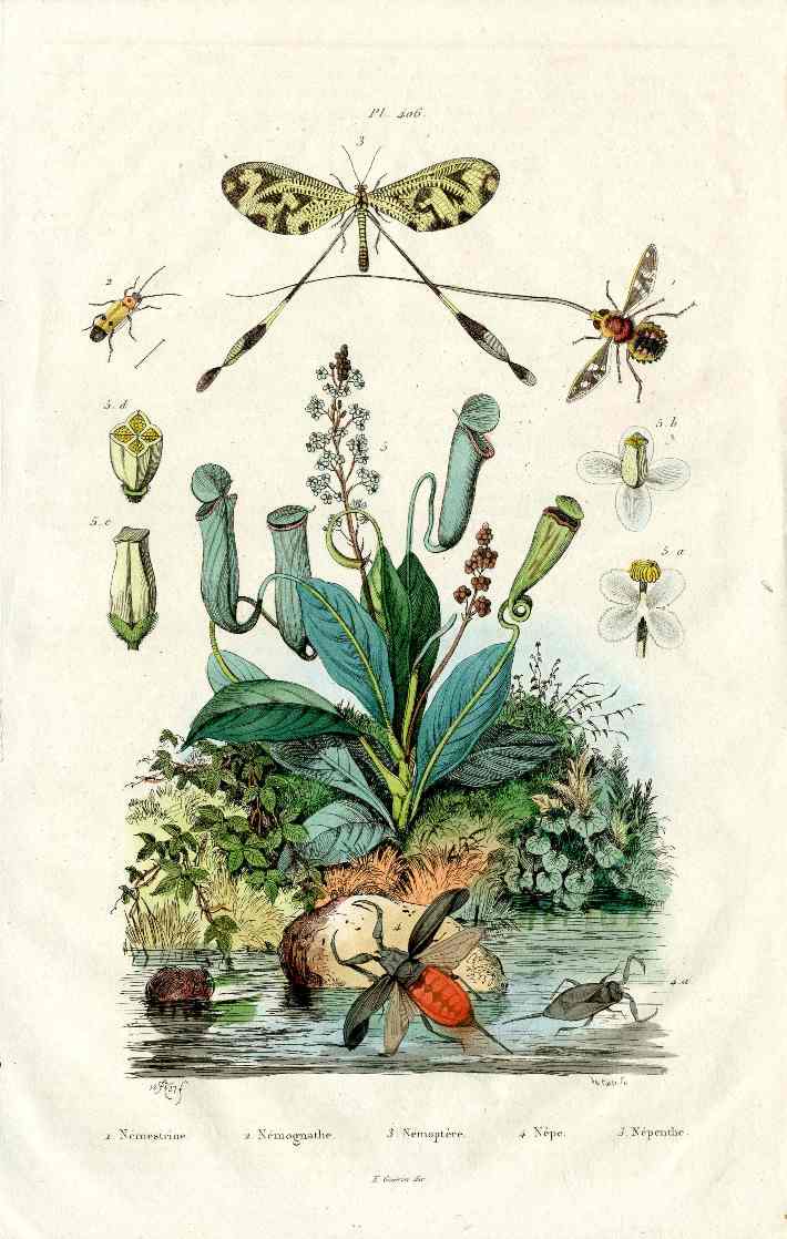 Guerin 1836 Nepenthes Pitcher Plant