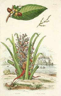Guerin Antique Botanical Prints Fruits and Flowers Aloe - Panteek Antique Prints