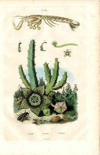 Guerin Antique Botanical Prints Fruits and Flowers Cactus - Panteek Antique Prints