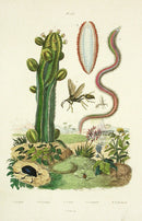 Guerin Antique Botanical Prints Fruits and Flowers Cactus, Wasp - Panteek Antique Prints