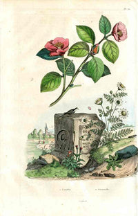 Guerin Antique Botanical Prints Fruits and Flowers Camelia - Panteek Antique Prints