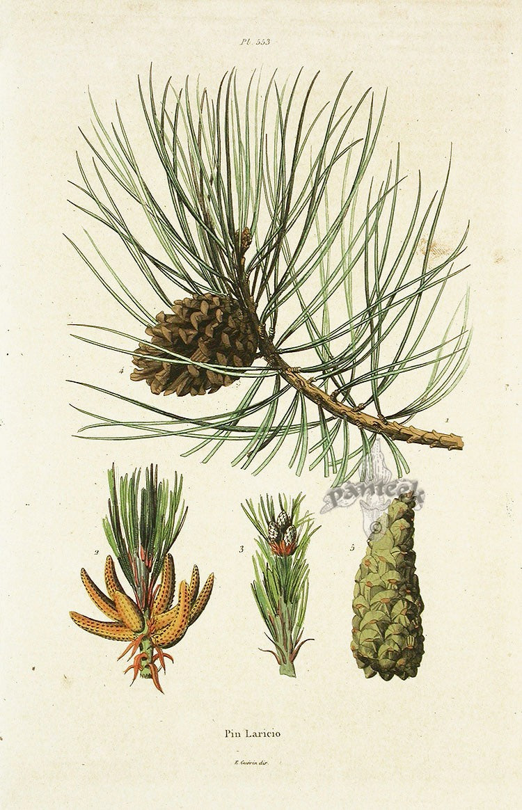 Guerin Antique Botanical Prints Fruits and Flowers Cones