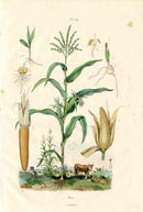 Guerin Antique Botanical Prints Fruits and Flowers Corn - Panteek Antique Prints