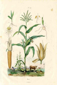Guerin Antique Botanical Prints Fruits and Flowers Corn - Panteek Antique Prints