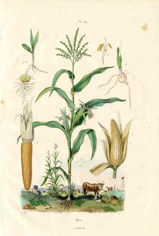 Guerin Antique Botanical Prints Fruits and Flowers Corn