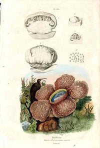 Guerin Antique Botanical Prints Fruits and Flowers Corpse Flower - Panteek Antique Prints