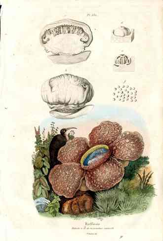 Guerin Antique Botanical Prints Fruits and Flowers Corpse Flower