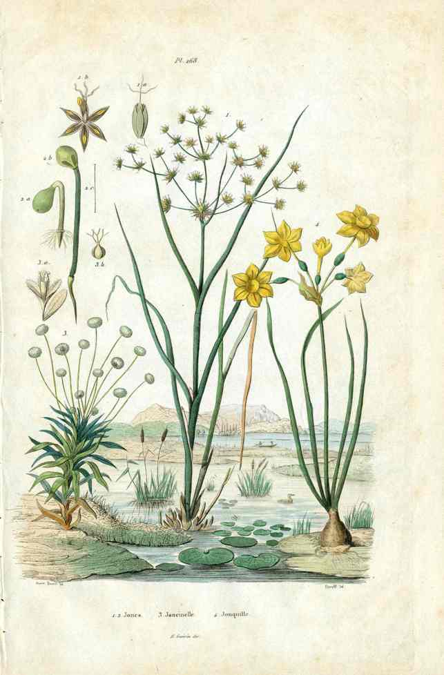 Guerin Antique Botanical Prints Fruits and Flowers Daffodil