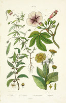 Guerin Antique Botanical Prints Fruits and Flowers Daisy - Panteek Antique Prints