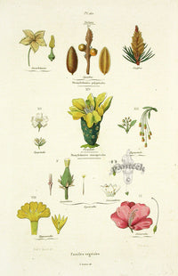 Guerin Antique Botanical Prints Fruits and Flowers Familles vegetales - Panteek Antique Prints