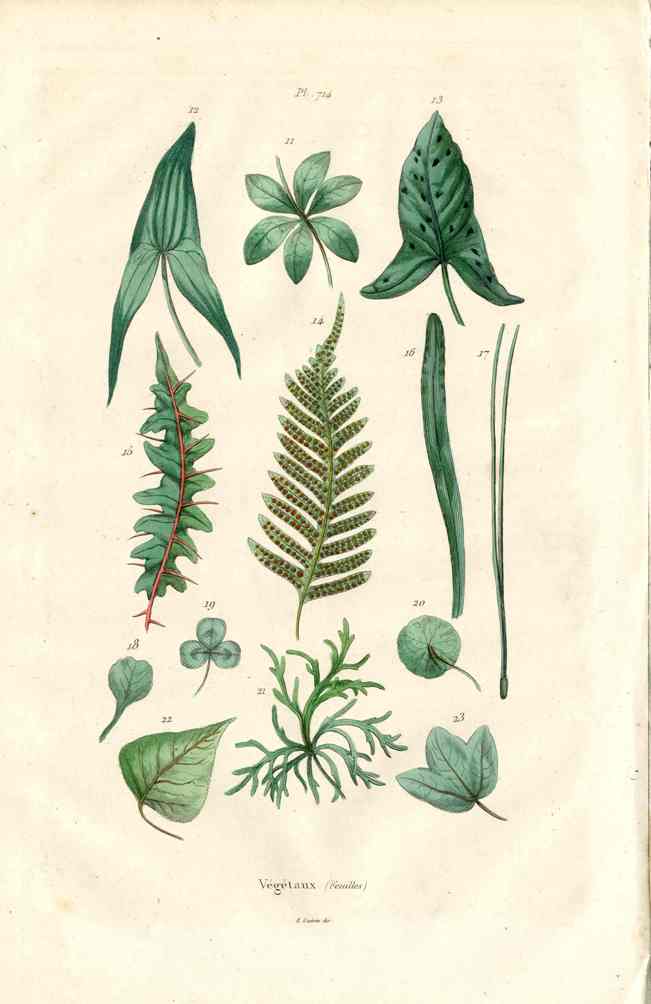 Guerin Antique Botanical Prints Fruits and Flowers Ferns