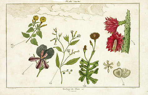 Guerin Antique Botanical Prints Fruits and Flowers Flower Clock 2