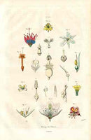 Guerin Antique Botanical Prints Fruits and Flowers Flower Parts - Panteek Antique Prints