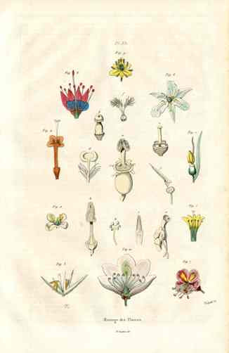 Guerin Antique Botanical Prints Fruits and Flowers Flower Parts
