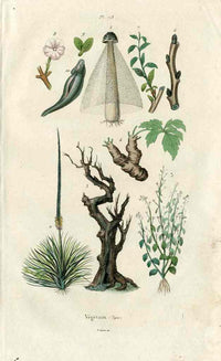 Guerin Antique Botanical Prints Fruits and Flowers Fungus - Panteek Antique Prints