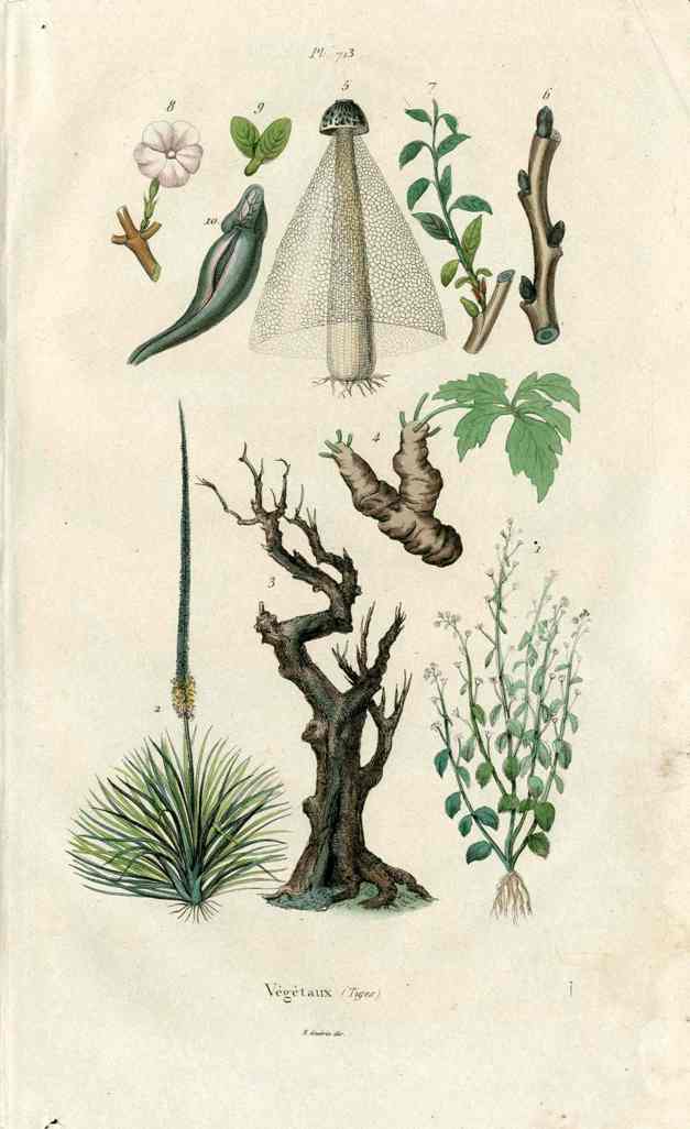 Guerin Antique Botanical Prints Fruits and Flowers Fungus