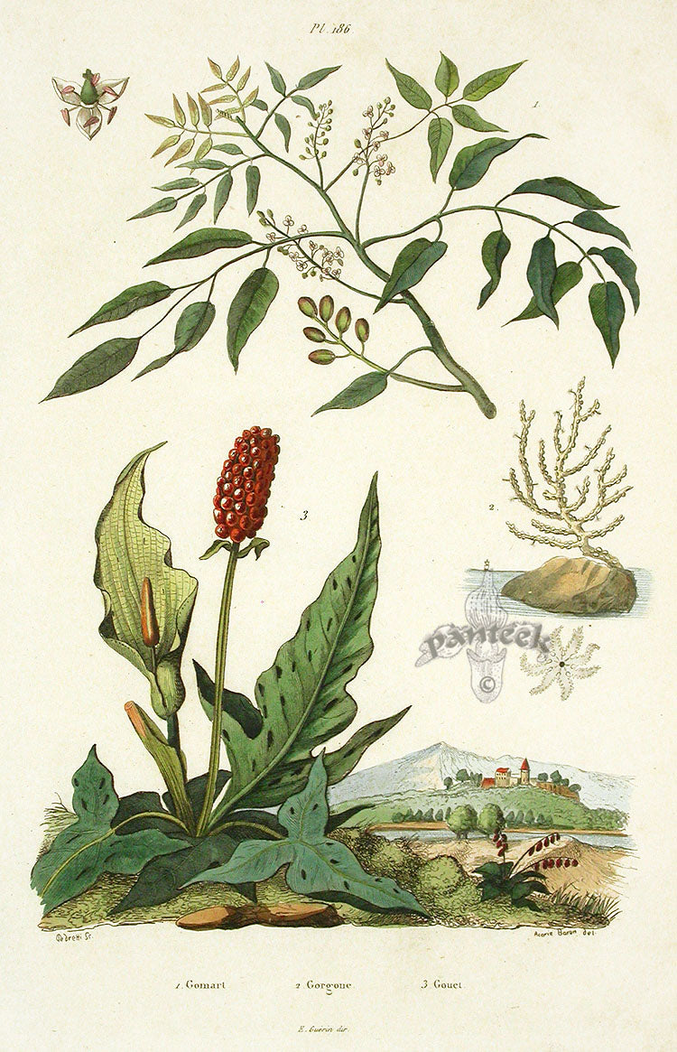 Guerin Antique Botanical Prints Fruits and Flowers Gomart