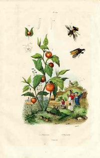 Guerin Antique Botanical Prints Fruits and Flowers Goosberry - Panteek Antique Prints