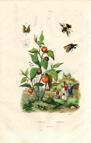 Guerin Antique Botanical Prints Fruits and Flowers Goosberry
