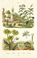 Guerin Antique Botanical Prints Fruits and Flowers Hellebore - Panteek Antique Prints