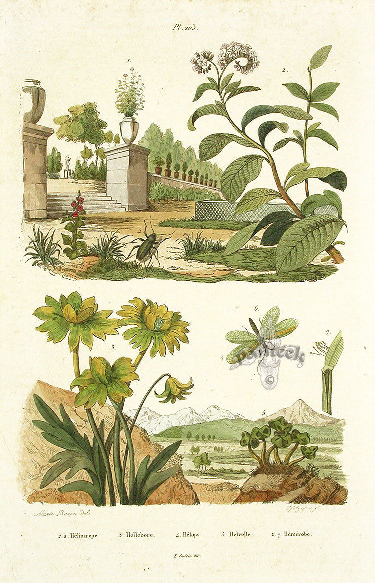 Guerin Antique Botanical Prints Fruits and Flowers Hellebore