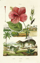 Guerin Antique Botanical Prints Fruits and Flowers Hibiscus - Panteek Antique Prints