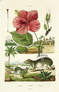 Guerin Antique Botanical Prints Fruits and Flowers Hibiscus - Panteek Antique Prints