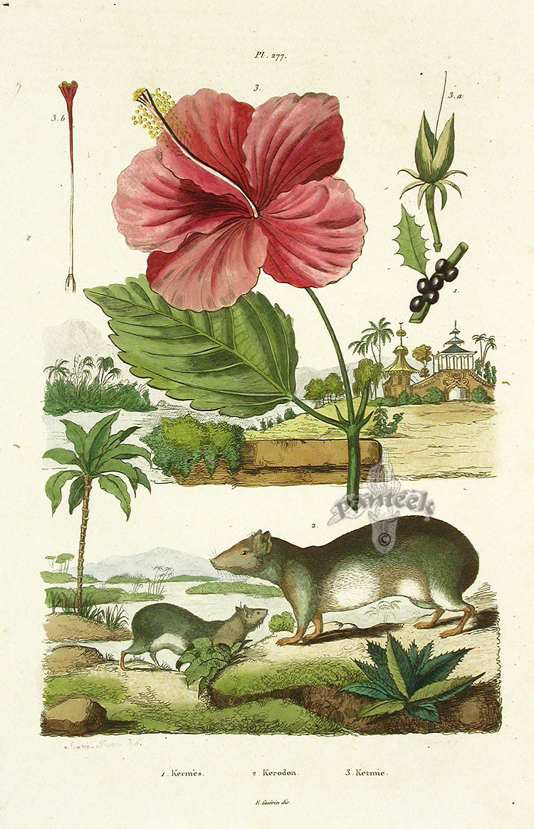 Guerin Antique Botanical Prints Fruits and Flowers Hibiscus