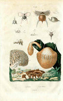 Guerin Antique Botanical Prints Fruits and Flowers Hyales - Panteek Antique Prints