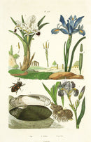 Guerin Antique Botanical Prints Fruits and Flowers Iris - Panteek Antique Prints