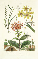 Guerin Antique Botanical Prints Fruits and Flowers Ixia Lily - Panteek Antique Prints