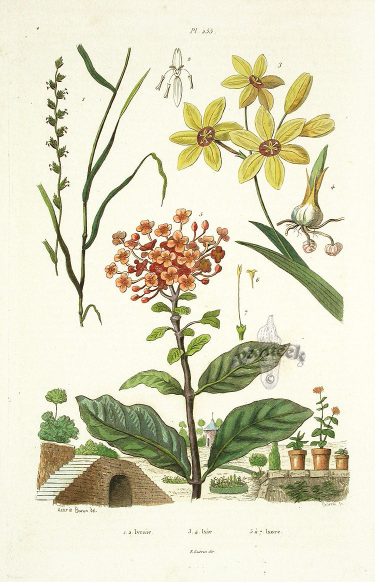 Guerin Antique Botanical Prints Fruits and Flowers Ixia Lily