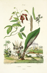Guerin Antique Botanical Prints Fruits and Flowers Kenedies - Panteek Antique Prints