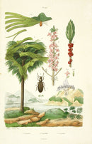 Guerin Antique Botanical Prints Fruits and Flowers Laureole - Panteek Antique Prints