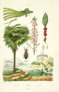 Guerin Antique Botanical Prints Fruits and Flowers Laureole - Panteek Antique Prints